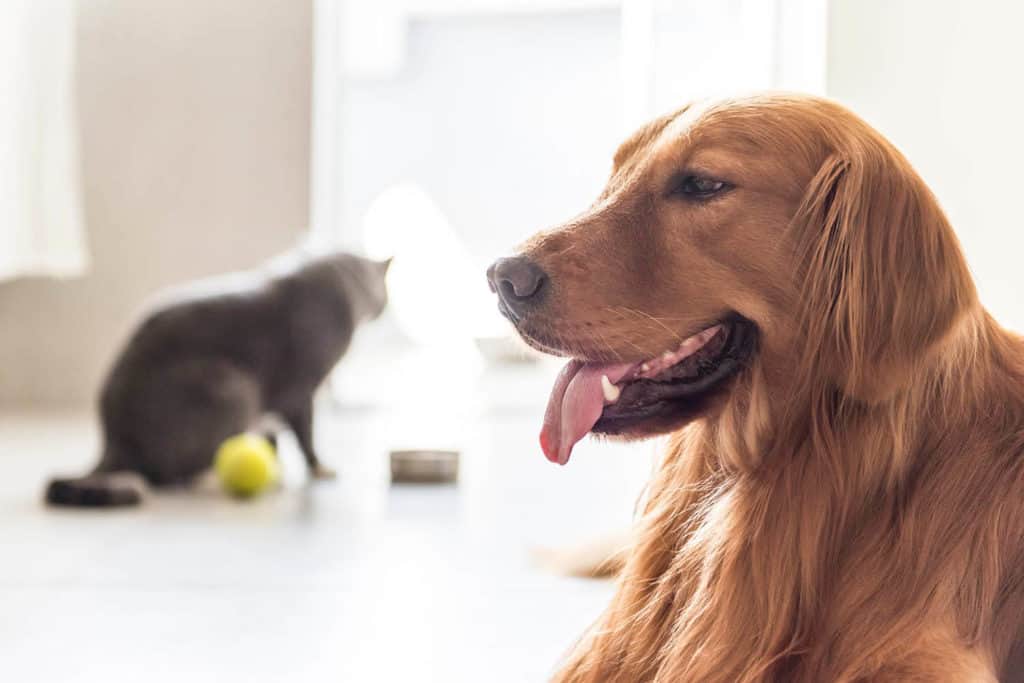 Are Golden Retrievers Good with Cats? How to Introduce Them