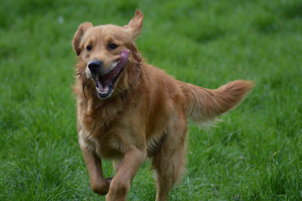 Are Golden Retrievers Hypoallergenic? (Itâs A Complicated ...