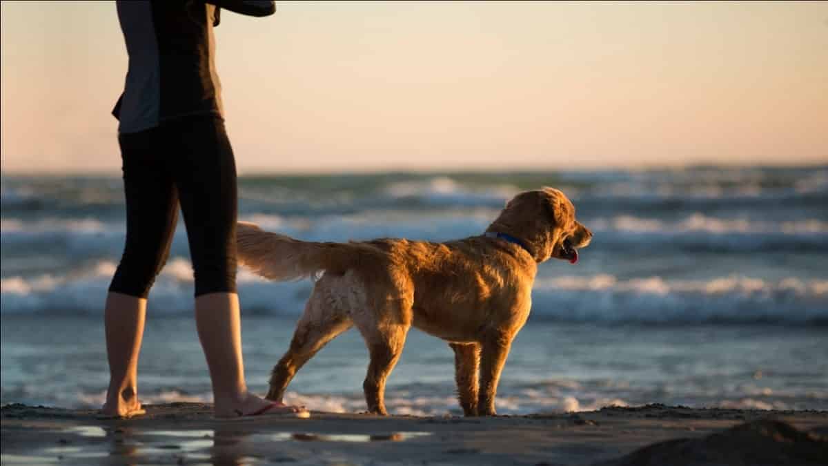 Are Golden Retrievers Protective of Their Owners? Is it ...