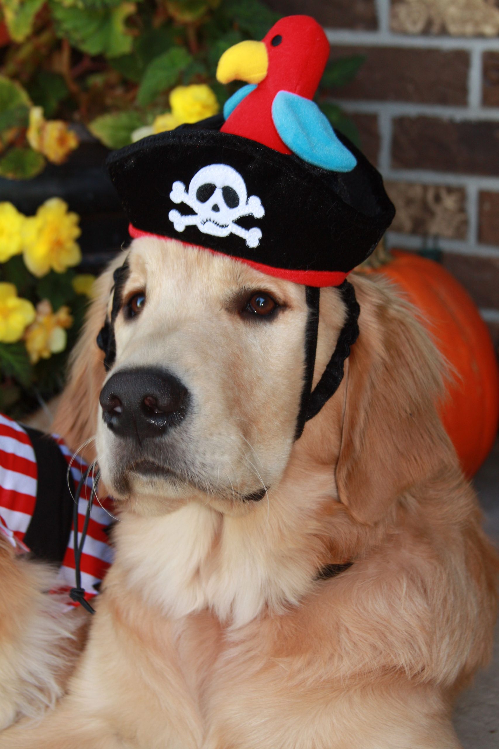 ARGH! Golden wanted to be Jack Sparrow for Halloween ...