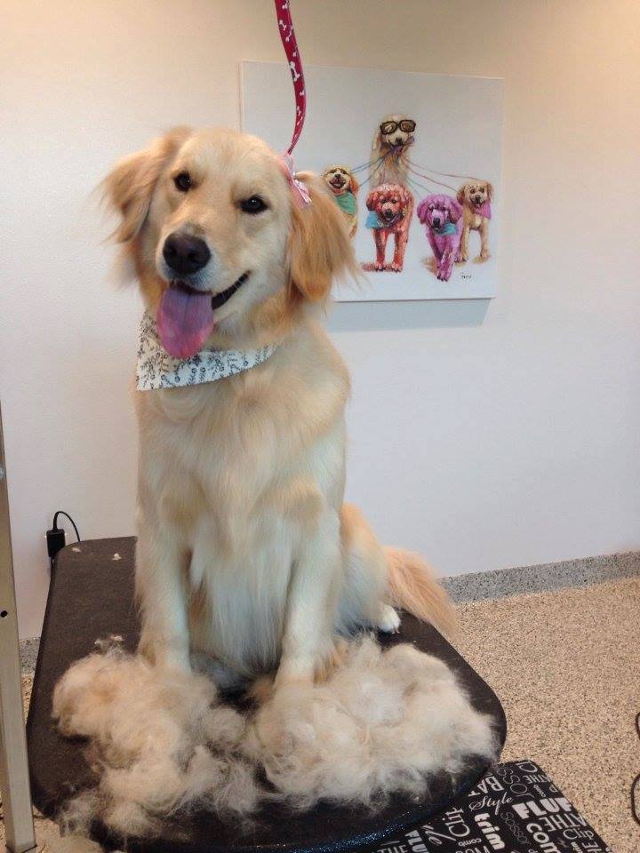 Ask A Groomer: Should I Shave My Dog?