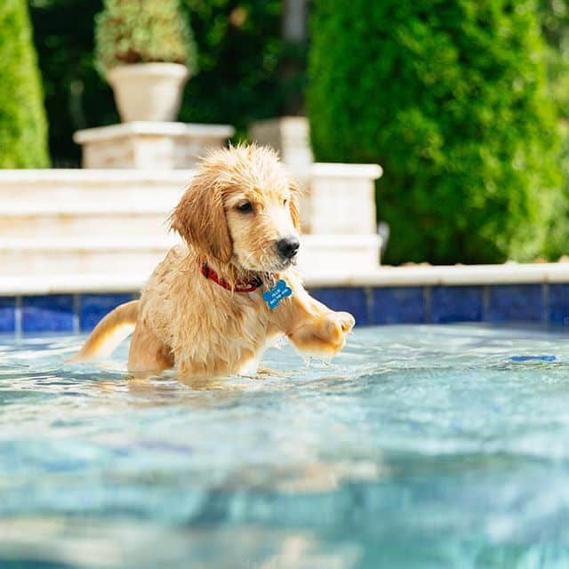 At What Age Can Puppies Start Swimming