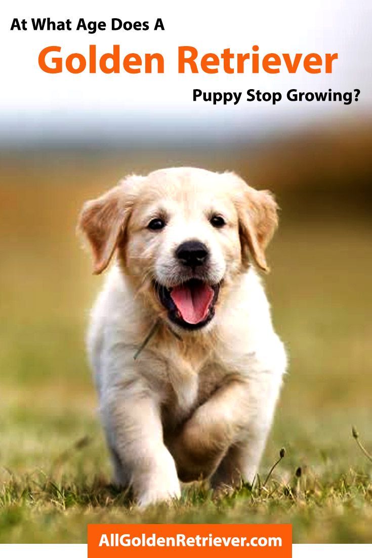 At What Age Does a Golden Retriever Puppy Stop Growing ...