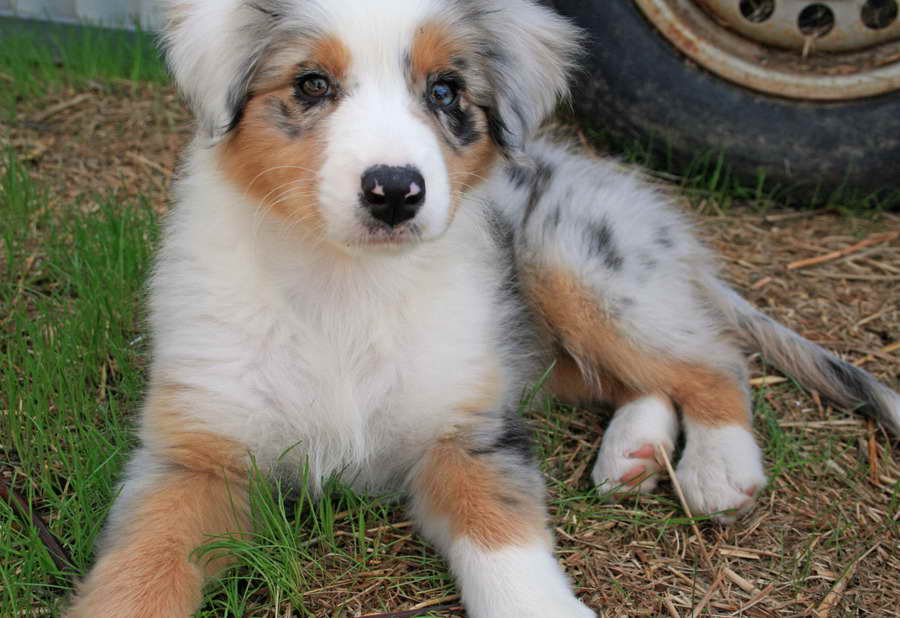 Australian Shepherd Golden Retriever Mix Puppies For Sale ...