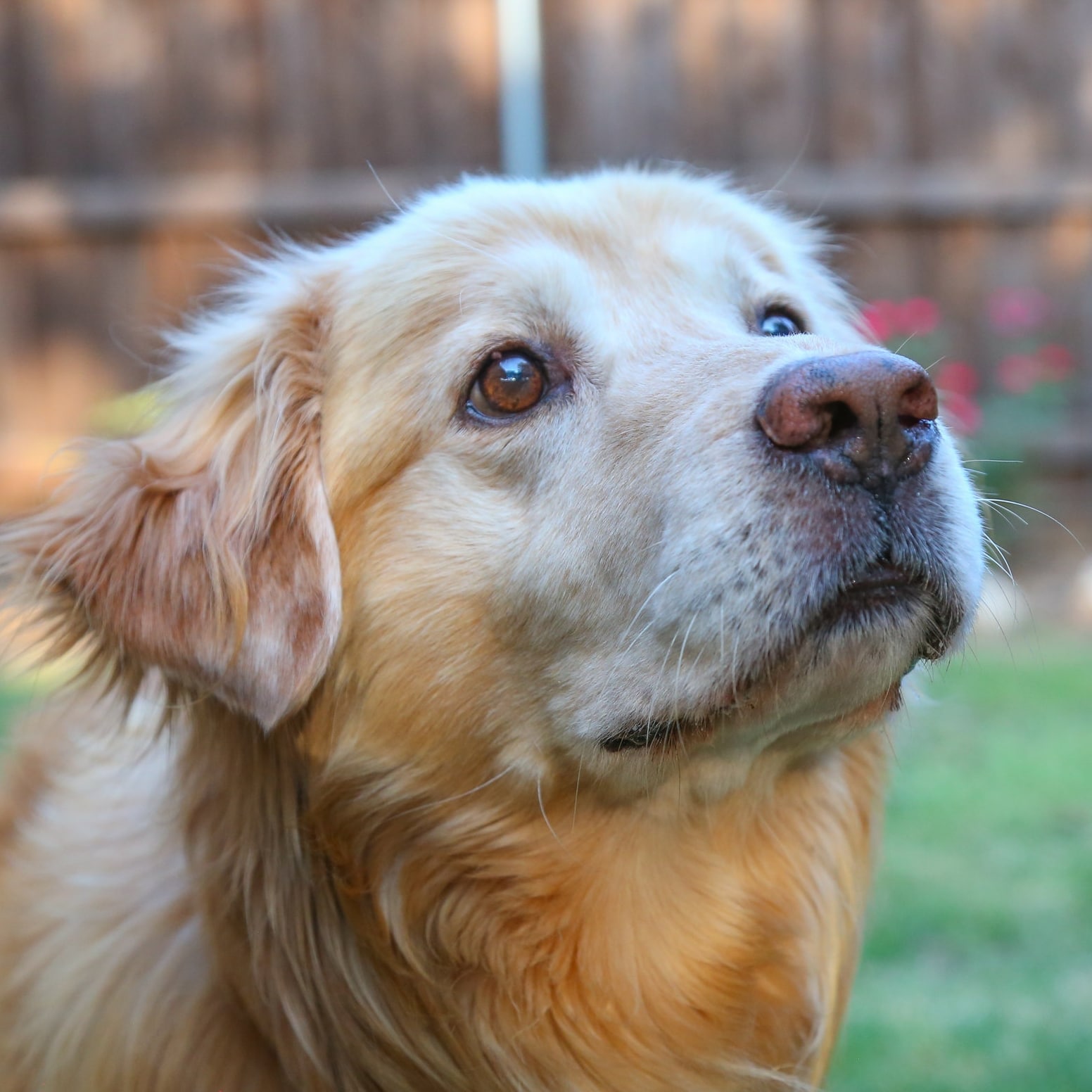 Available  Golden Retriever Rescue of North Texas