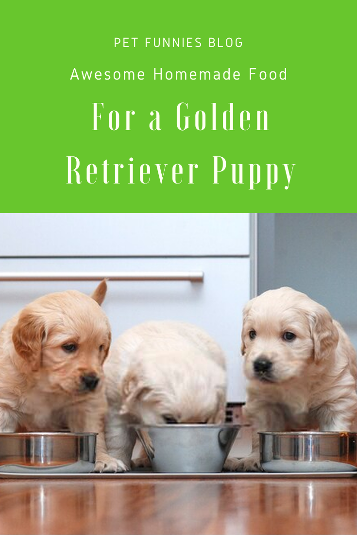 Awesome Homemade Food For a Golden Retriever Puppy