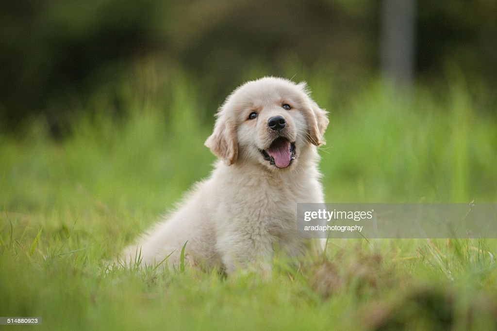 Baby Golden Retriever Puppy In Grass At Home High