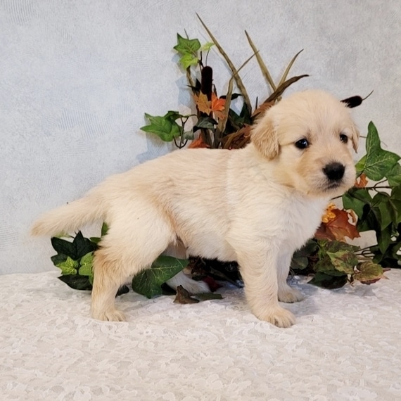 Barney, a Light Golden Male Golden Retriever Puppy 659190
