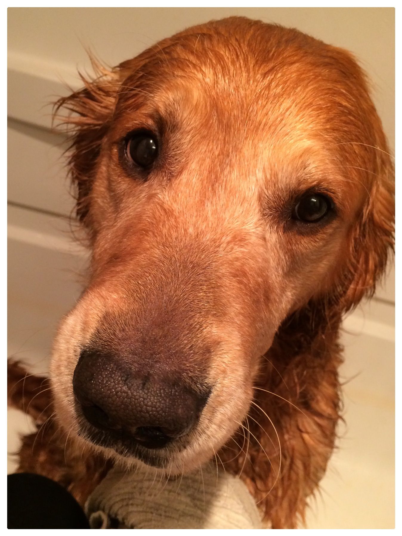 Bath time for Toby! I love my Golden Retriever! ï¸?