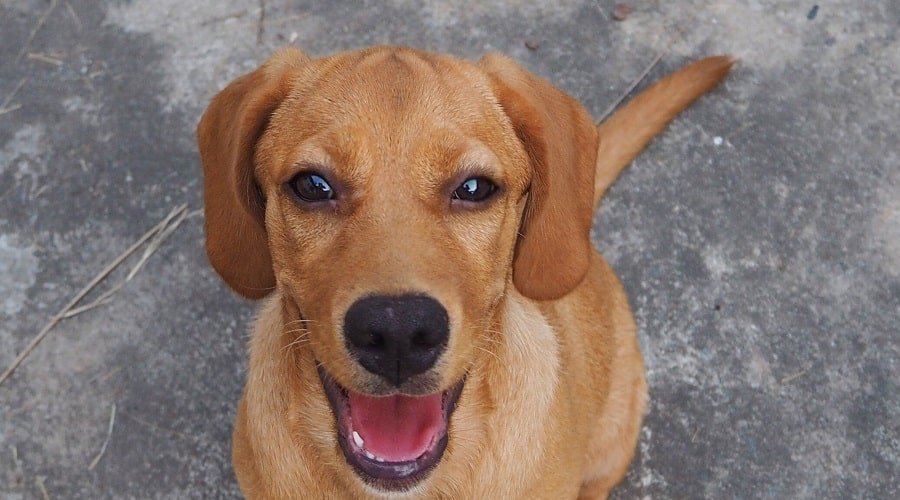 Beagle Golden Retriever Mix: Beago Breed Information