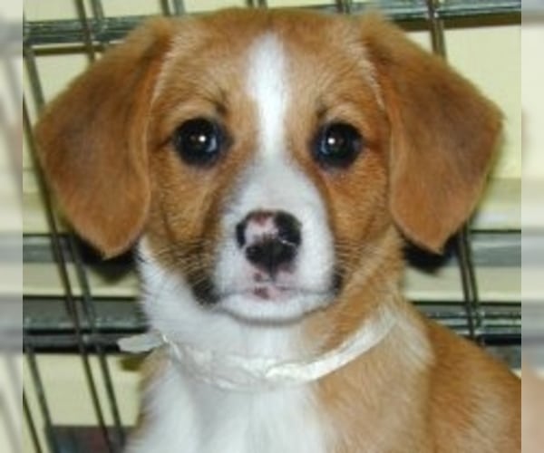 Beago Breed Information and Pictures on PuppyFinder.com