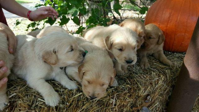 Beautiful AKC Registered Golden Retriever puppies for Sale ...