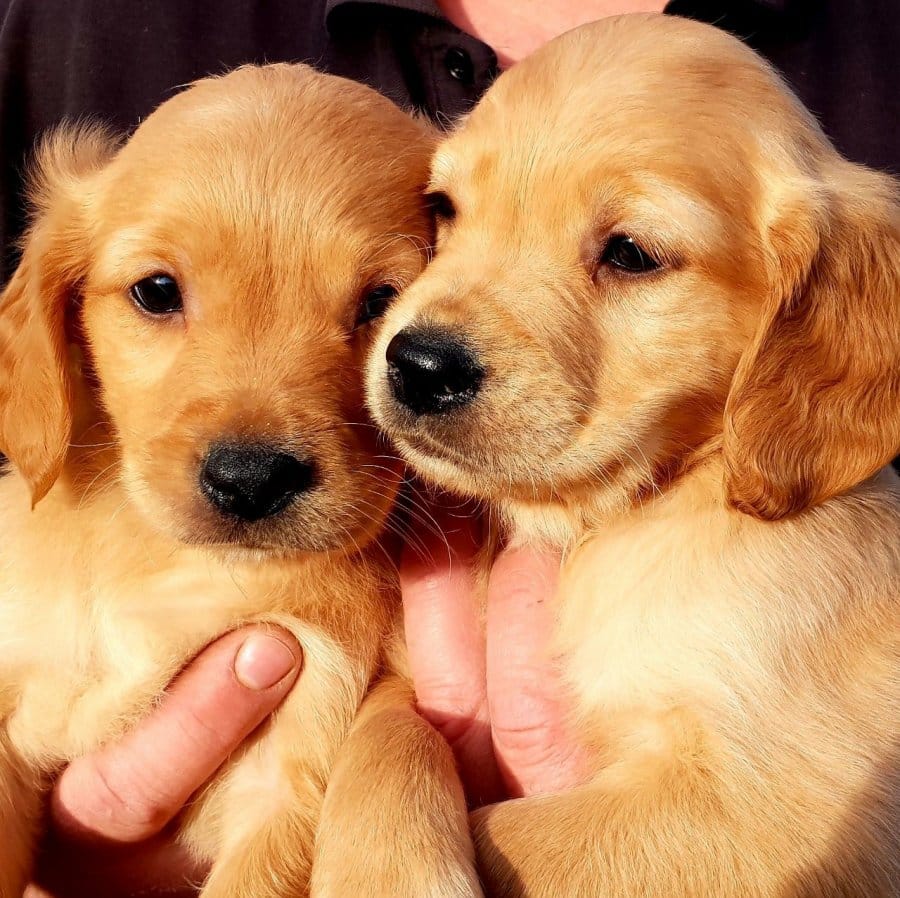 Beautiful Dark Red Golden Retriever Puppies Offer