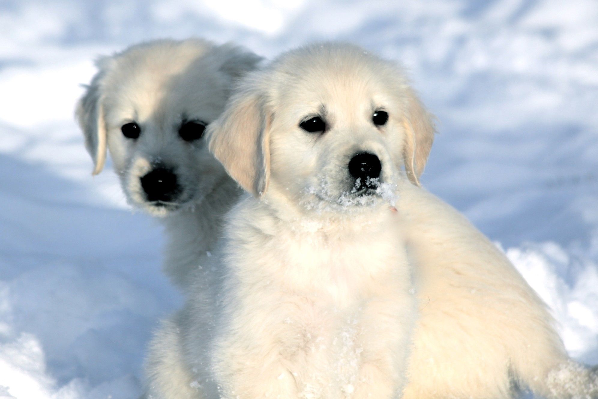 Beautiful english cream golden retriever puppies available ...