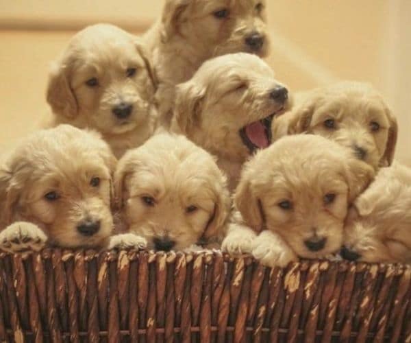 Beautiful Golden Retriever Puppies FOR SALE ADOPTION from Parkland Nova ...