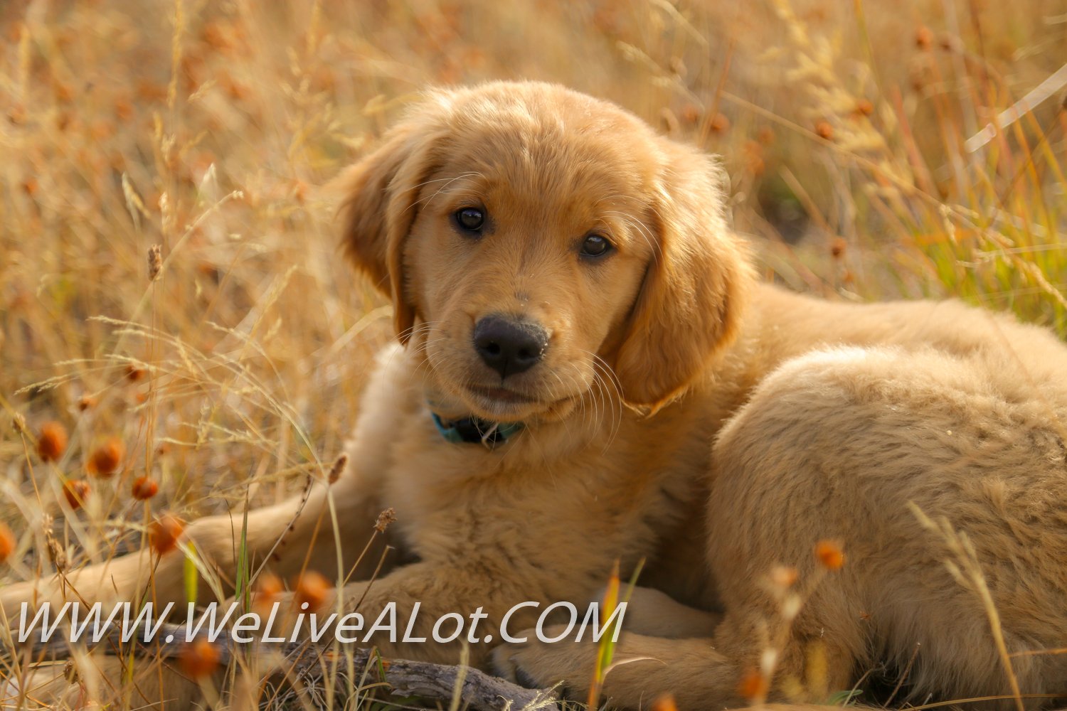 Beautiful North Idaho Forest &  Golden Retriever Puppy