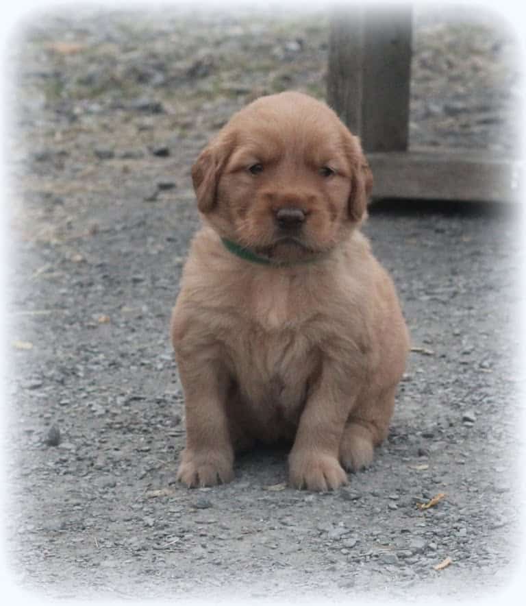 Beautiful red AKC Golden Retriever puppy raised lovingly and ...