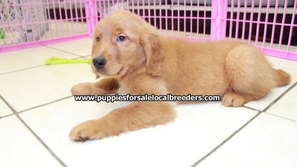Beautiful Red Golden Retriever Puppies For Sale Near ...