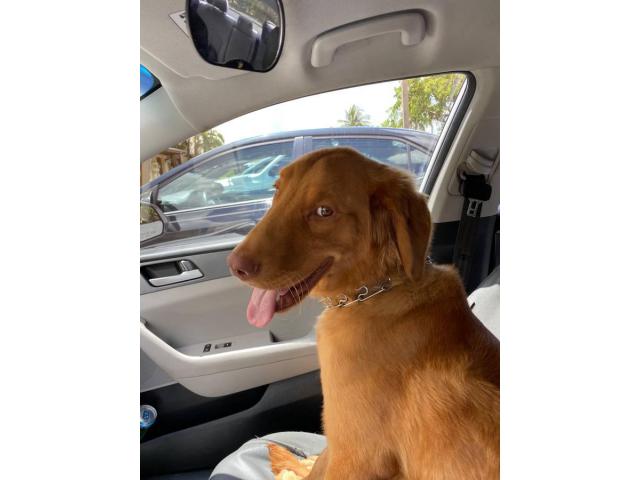 Beautiful red golden retriever puppy for rehoming in Miami ...