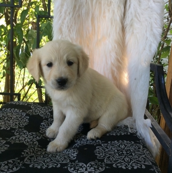 Bella, a English Cream Female Golden Retriever Puppy 654193