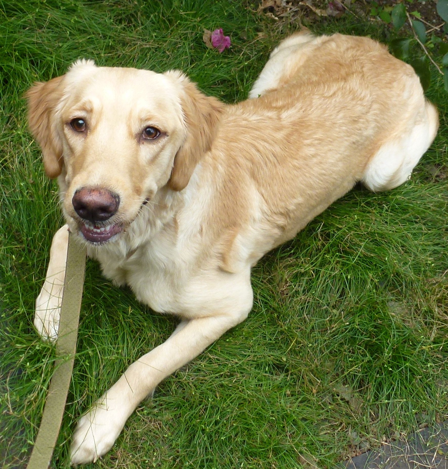 Bella the Golden Retriever with Balanced Obedience