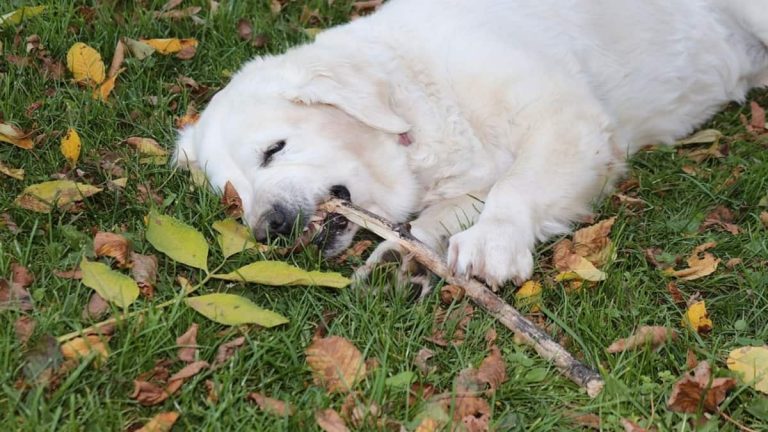Best Bones for Golden Retrievers: Our Top 7 Dog Bone Chews ...