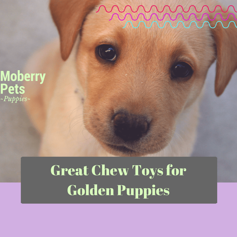 Best Chew Toys for Golden Retriever Puppies