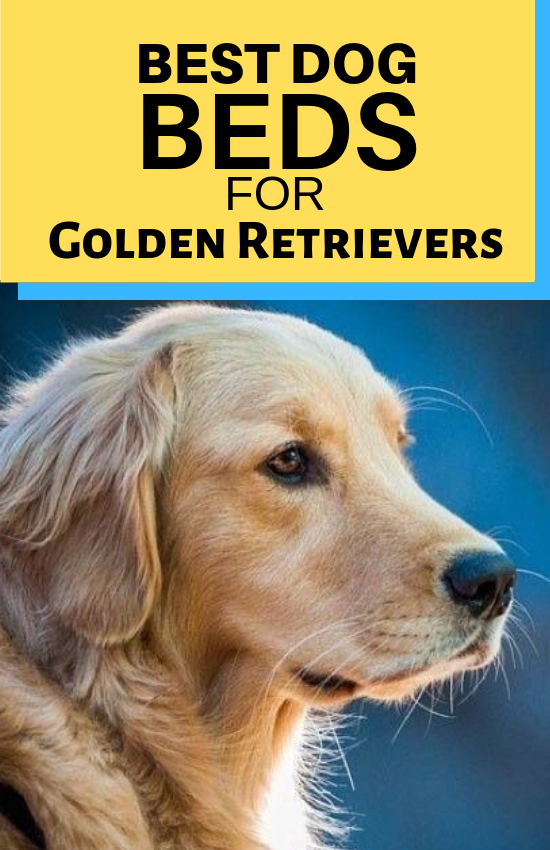 Best Dog Beds for Golden Retrievers