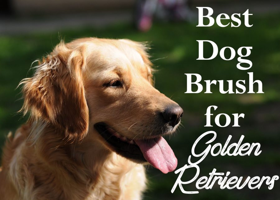 Best Dog Brush For Golden Retrievers