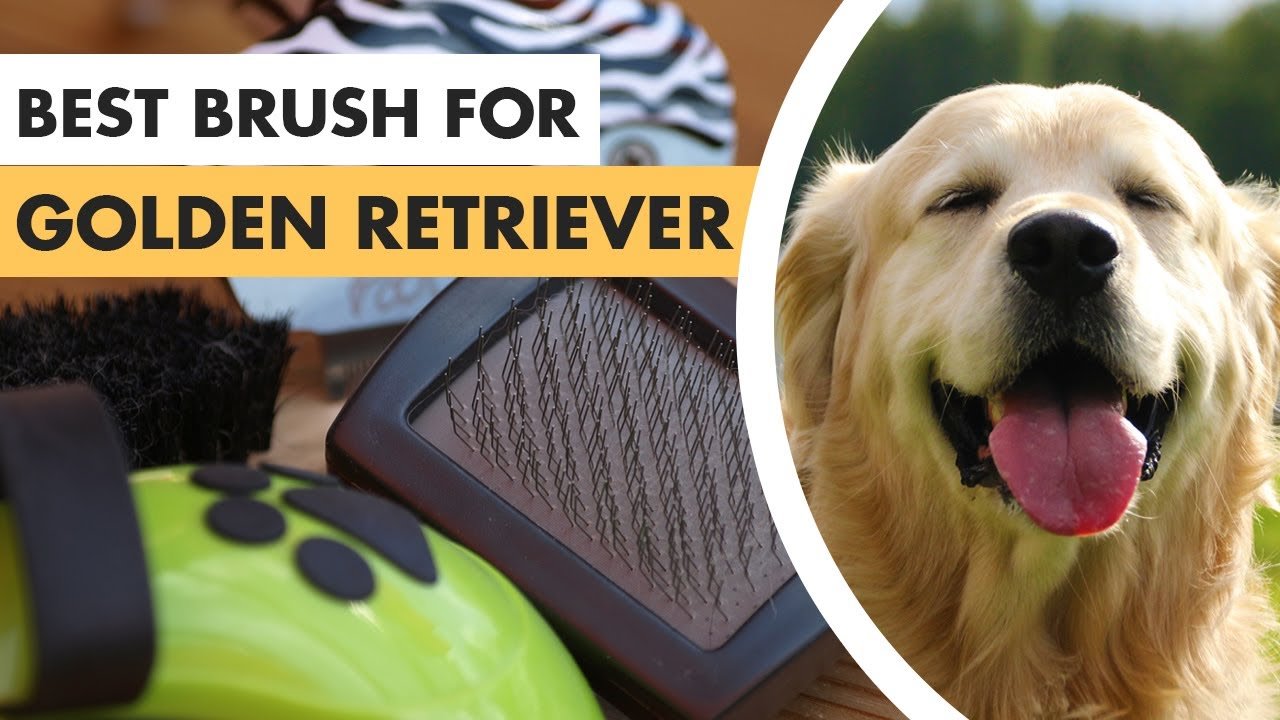 Best Dog Brushes for Golden Retrievers