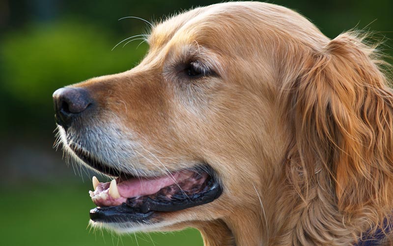Best Dog Clipper for Golden Retriever