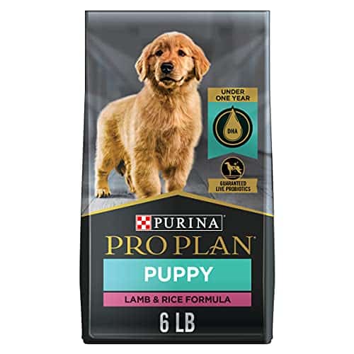 Best Dog Food For 6 Month Old Golden Retriever Review &  Buying Guides ...