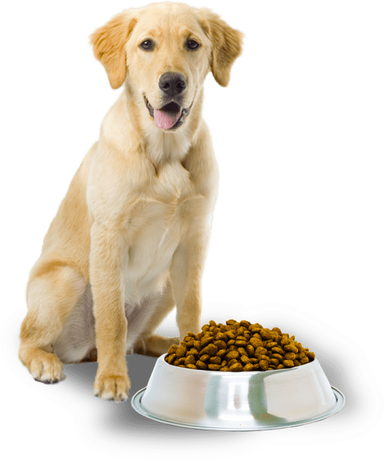 Best Dog Food for a Golden Retriever