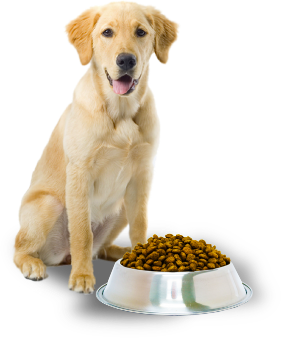 Best Dog Food for a Golden Retriever