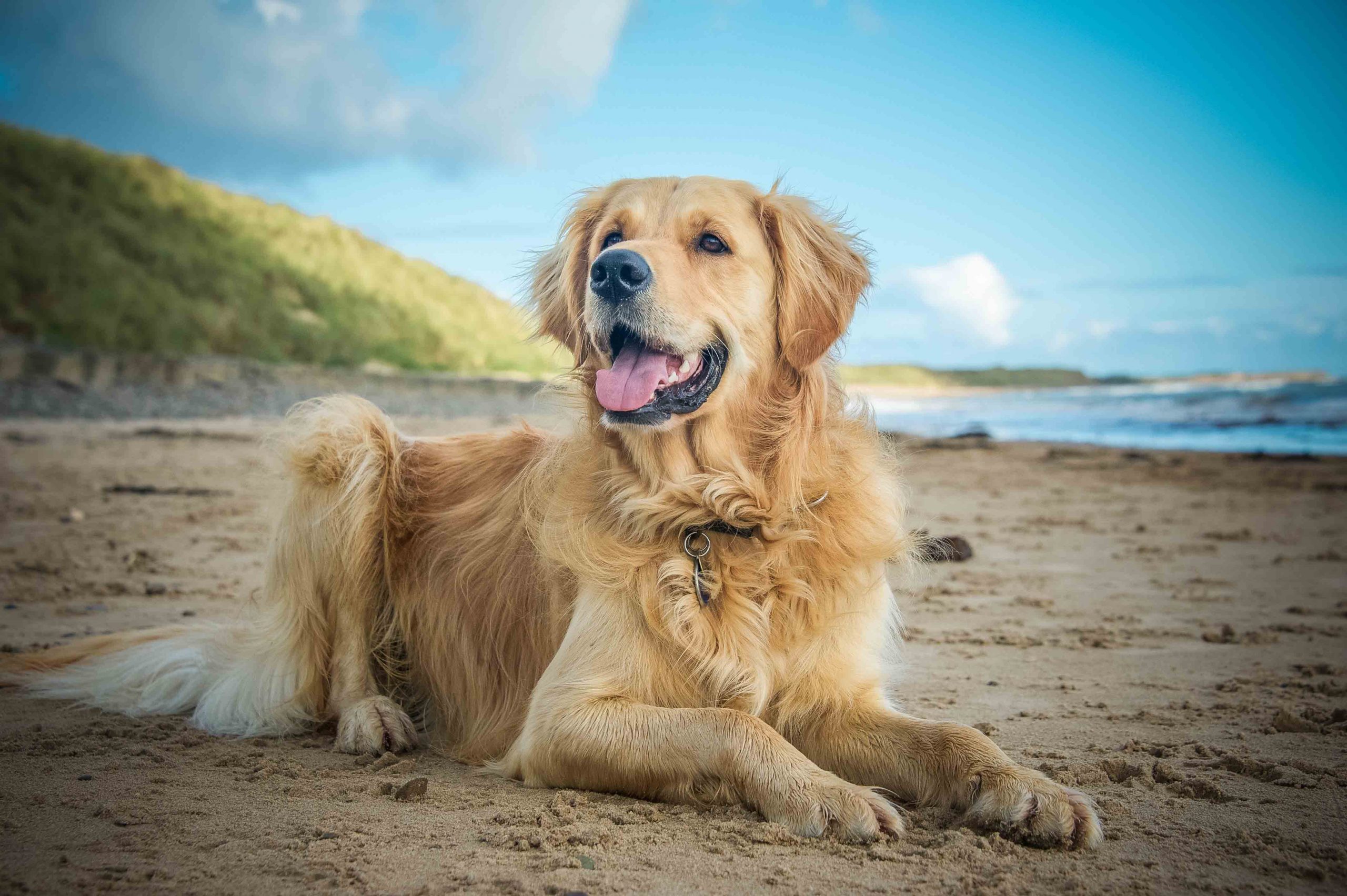 Best Dog Food for an Golden Retriever with a Sensitive Stomach