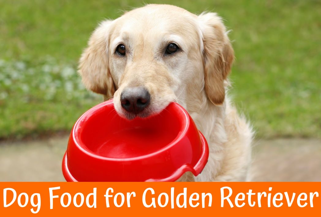 Best Dog Food for Golden Retriever