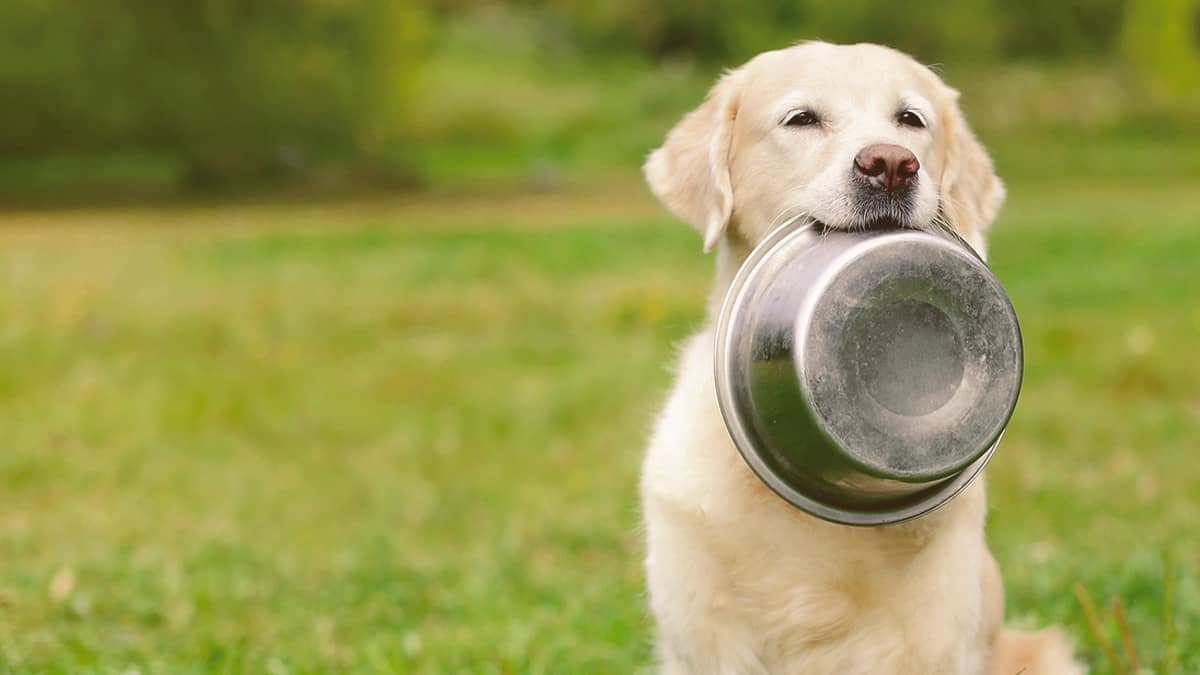 Best Dog Food for Golden Retrievers (2020 Edition)