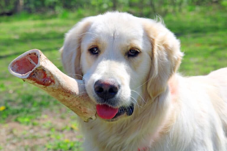 Best Dog Food for Golden Retrievers 2021