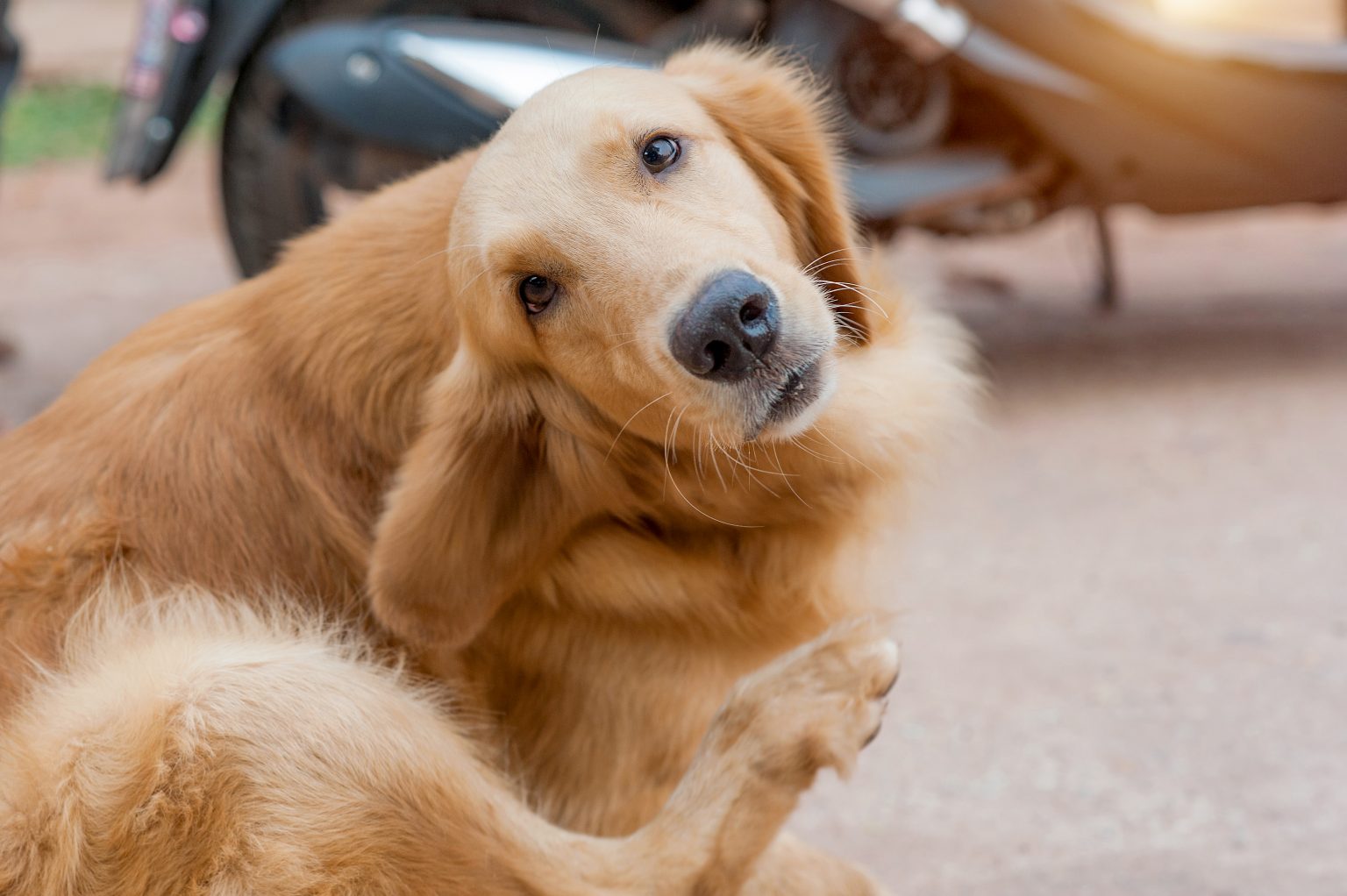 Best Dog Food for Golden Retrievers â Woof Whiskers