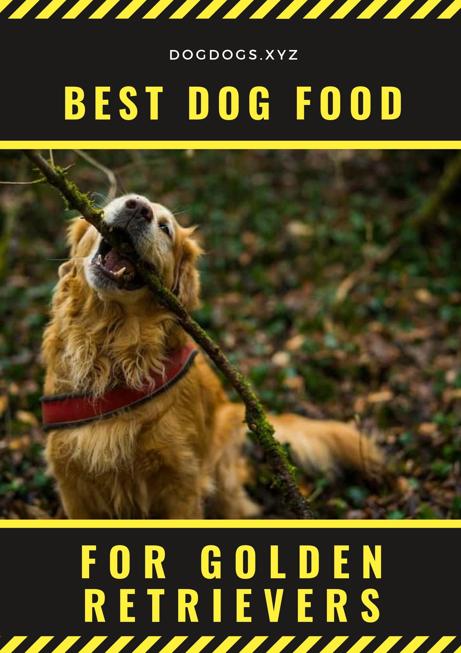 Best Dog Food For Golden Retrievers  Dogdogs