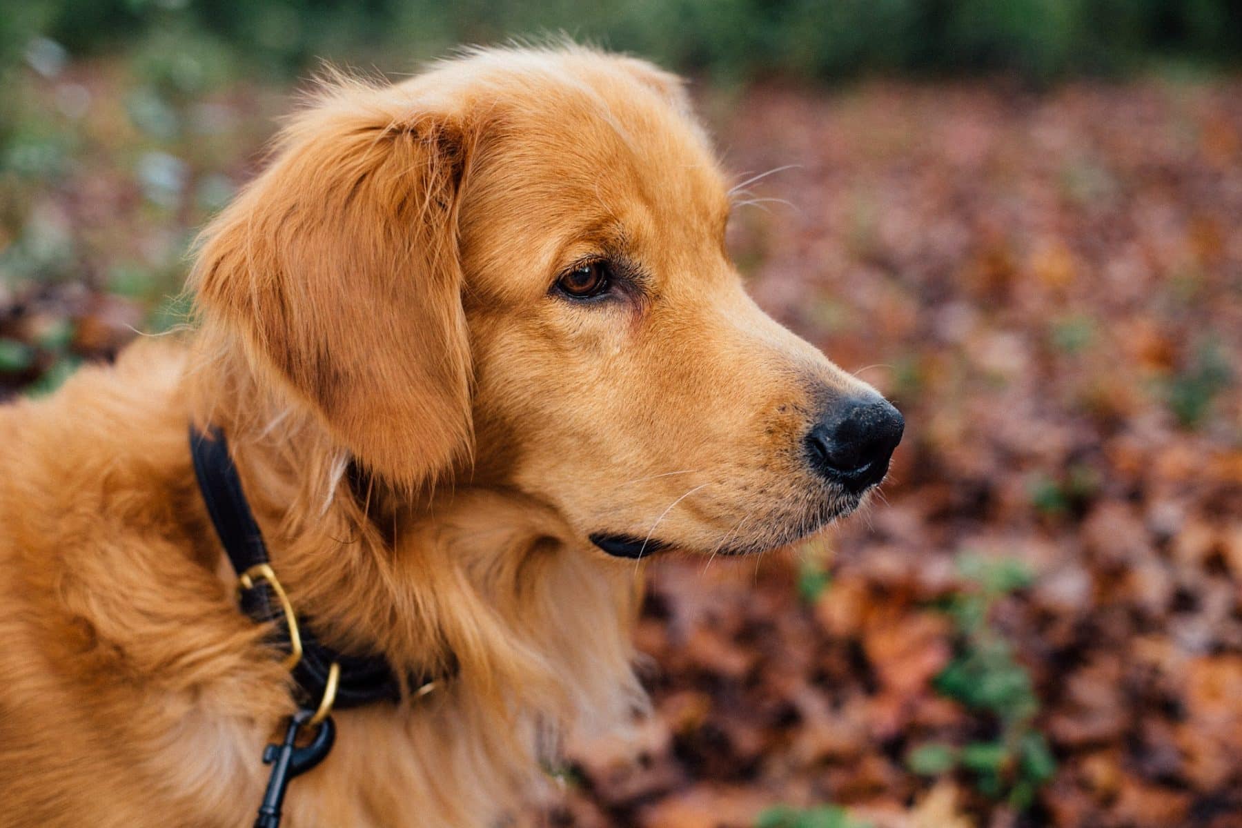 Best Dog Food for Golden Retrievers: Golden Puppy Food and ...