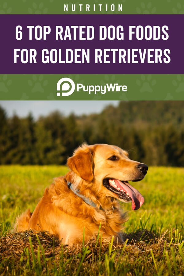 Best Dog Food for Golden Retrievers (Top 6 Picks w/ Reviews)