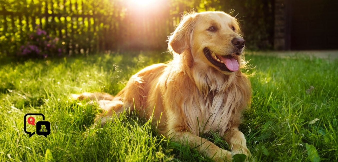 Best Dog Food For Golden Retrievers: Ultimate Guide 2021