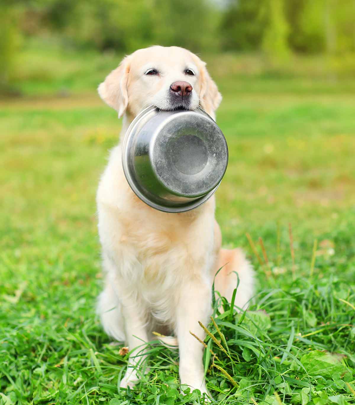 Best Dog Food For Golden Retrievers With Active Lifestyles