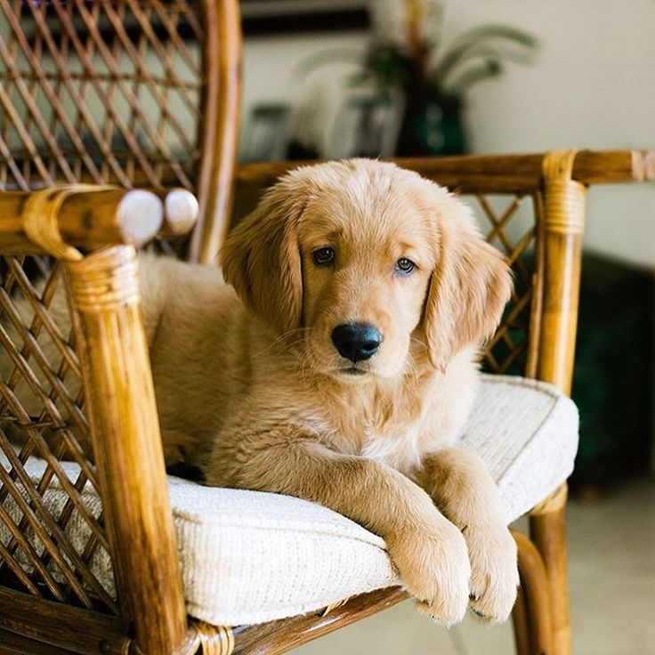 Best Dog Food For Golden Retrievers With Allergies ...