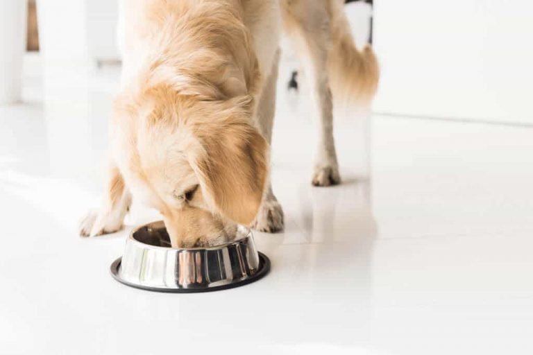 Best Dog Food For Golden Retrievers With Skin Allergies In ...