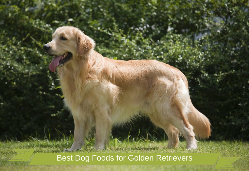 Best Dog Food For Picky Eaters Golden Retriever ...