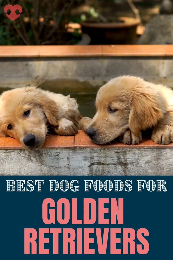 Best Dog Foods For Golden Retrievers: Puppies, Adults &  Seniors [Video ...