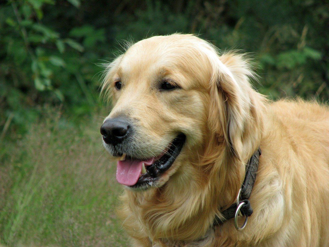 Best Dog Hair Grooming Clippers For A Golden Retriever