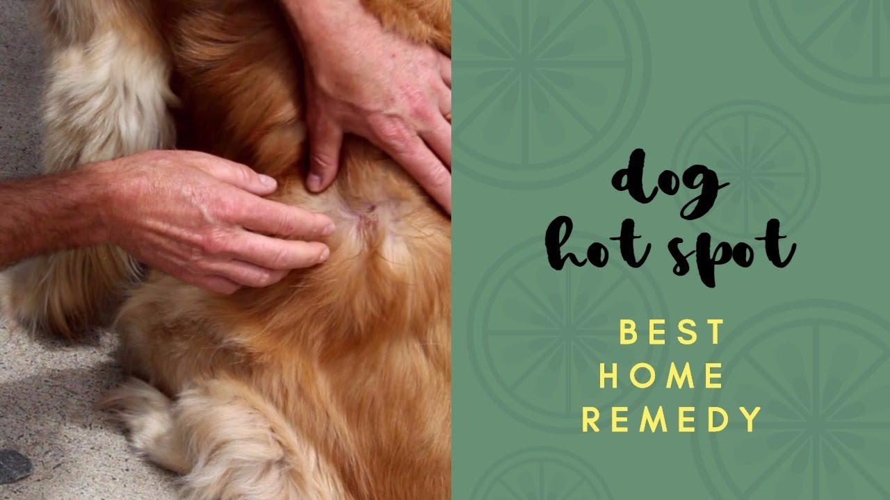Best Dog Hot Spot Home Remedy